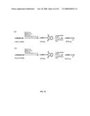 Compositions Containing, Methods Involving, and Uses of Non-Natural Amino Acids and Polypeptides diagram and image