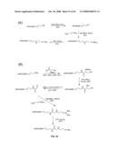 Compositions Containing, Methods Involving, and Uses of Non-Natural Amino Acids and Polypeptides diagram and image