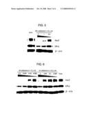 Novel Hsp90 Inhibitor diagram and image