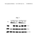 Novel Hsp90 Inhibitor diagram and image