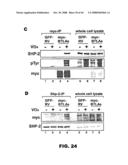 COMPOSITIONS AND METHODS FOR MODULATING LYMPHOCTE ACTIVITY diagram and image