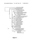 Probiotic Bifidobacterial Species diagram and image