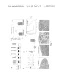 Targeting a Secreted Pro-Apoptotic Factor for Cancer Therapeutics diagram and image