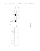 Targeting a Secreted Pro-Apoptotic Factor for Cancer Therapeutics diagram and image