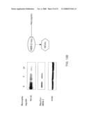 Targeting a Secreted Pro-Apoptotic Factor for Cancer Therapeutics diagram and image