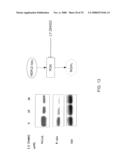 Targeting a Secreted Pro-Apoptotic Factor for Cancer Therapeutics diagram and image