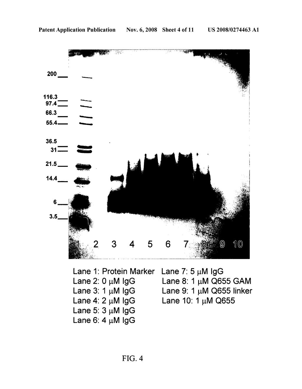 Method for quantifying biomolecules conjugated to a nanoparticle - diagram, schematic, and image 05