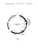 RECOMBINANT PROTEIN PRODUCTION IN A HUMAN CELL diagram and image