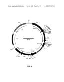 RECOMBINANT PROTEIN PRODUCTION IN A HUMAN CELL diagram and image