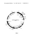 RECOMBINANT PROTEIN PRODUCTION IN A HUMAN CELL diagram and image