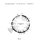 RECOMBINANT PROTEIN PRODUCTION IN A HUMAN CELL diagram and image