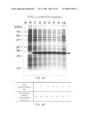 Expression system for enhancing solubility and immunogeneicity of recombinant proteins diagram and image