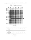 Expression system for enhancing solubility and immunogeneicity of recombinant proteins diagram and image