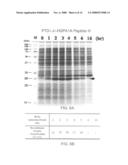 Expression system for enhancing solubility and immunogeneicity of recombinant proteins diagram and image