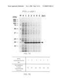 Expression system for enhancing solubility and immunogeneicity of recombinant proteins diagram and image