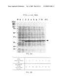 Expression system for enhancing solubility and immunogeneicity of recombinant proteins diagram and image