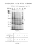 Expression system for enhancing solubility and immunogeneicity of recombinant proteins diagram and image