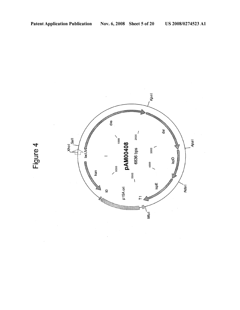 PRODUCTION OF ISOPRENOIDS - diagram, schematic, and image 06