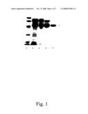 Method For Improving Insulin Sensitivity By Administering an Inhibitor of Antitrypsin diagram and image