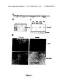 ALK protein tyrosine kinase, cells and methods embodying and using same diagram and image