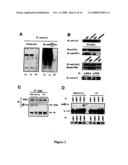 ALK protein tyrosine kinase, cells and methods embodying and using same diagram and image