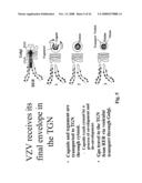 Genetically engineered cell lines and systems for propagating varicella zoster virus and methods of use thereof diagram and image