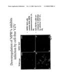 Genetically engineered cell lines and systems for propagating varicella zoster virus and methods of use thereof diagram and image