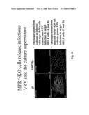 Genetically engineered cell lines and systems for propagating varicella zoster virus and methods of use thereof diagram and image