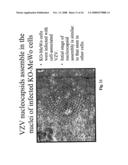 Genetically engineered cell lines and systems for propagating varicella zoster virus and methods of use thereof diagram and image