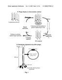 Hydroxyapatite-Binding Peptides for Bone Growth and Inhibition diagram and image