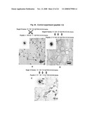 Hydroxyapatite-Binding Peptides for Bone Growth and Inhibition diagram and image