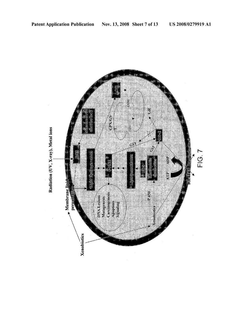 LIPOSOMES FOR PROTECTION AGAINST TOXIC COMPOUNDS - diagram, schematic, and image 08