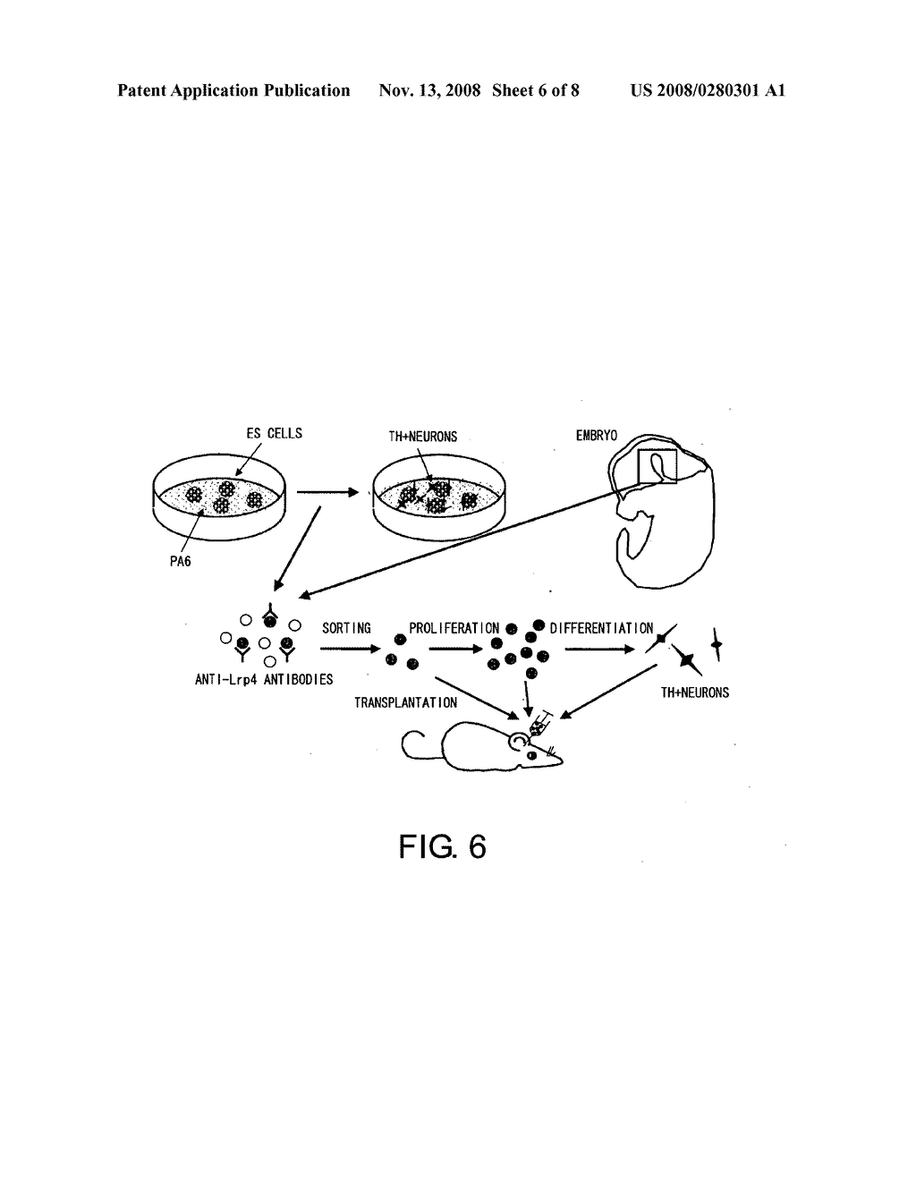 Lrp4/Corin DOPAMINERGIC NEURON PROLIFERATIVE PROGENITOR CELL MARKERS - diagram, schematic, and image 07