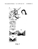 Lrp4/Corin DOPAMINERGIC NEURON PROLIFERATIVE PROGENITOR CELL MARKERS diagram and image