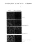 Anti-Cancer Activity of Androsace Umbellata Merr. Extract and Contained Triterpene Saponin diagram and image