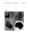 Method for micropropagation of monocots based on sustained totipotent cell cultures diagram and image