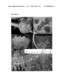 Method for micropropagation of monocots based on sustained totipotent cell cultures diagram and image