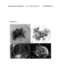 Method for micropropagation of monocots based on sustained totipotent cell cultures diagram and image