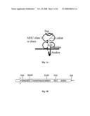 Membrane-anchored beta2 microglobulincovalently linked to MHC class I peptide epitopes diagram and image