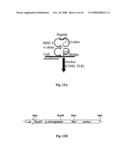 Membrane-anchored beta2 microglobulincovalently linked to MHC class I peptide epitopes diagram and image