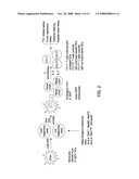 Dendritic cells loaded with heat shocked melanoma cell bodies diagram and image