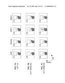 Dendritic cells loaded with heat shocked melanoma cell bodies diagram and image