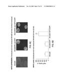 Dendritic cells loaded with heat shocked melanoma cell bodies diagram and image