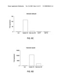 Dendritic cells loaded with heat shocked melanoma cell bodies diagram and image