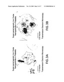 Delivery of micro- and nanoparticles with blood platelets diagram and image