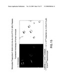 Delivery of micro- and nanoparticles with blood platelets diagram and image