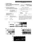 METHODS AND PRIMERS FOR DIAGNOSING IDIOPATHIC CONGENITAL CENTRAL HYPOVENTILATION SYNDROME diagram and image