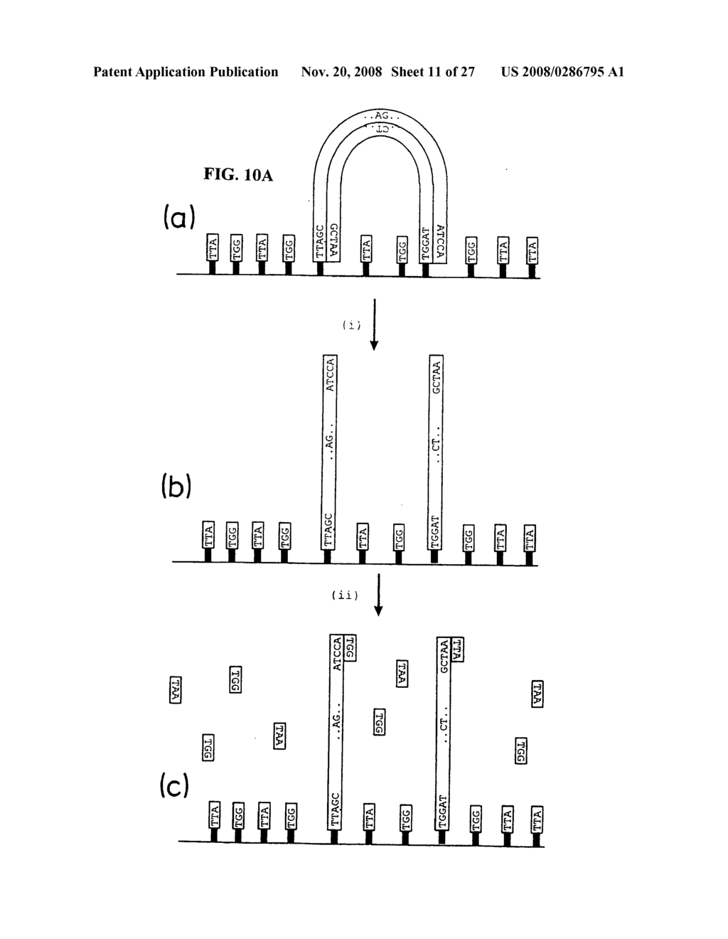 Method of nucleic acid amplification - diagram, schematic, and image 12