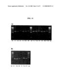 Method of nucleic acid amplification diagram and image