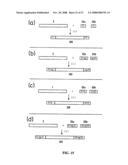 Method of nucleic acid amplification diagram and image